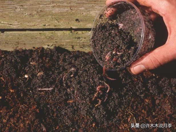 月季黑杆烂根用什么药,月季扦插黑杆了怎么救