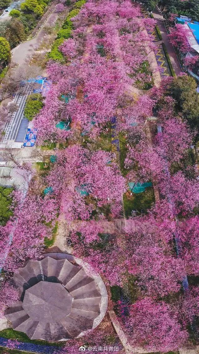 这份全国八大超美赏樱攻略,国内赏樱地盘点图片