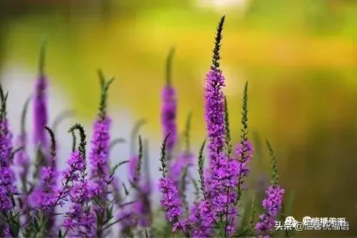 《家庭兴旺歌》《和谐歌》《夫妻歌》太绝了!句句精辟