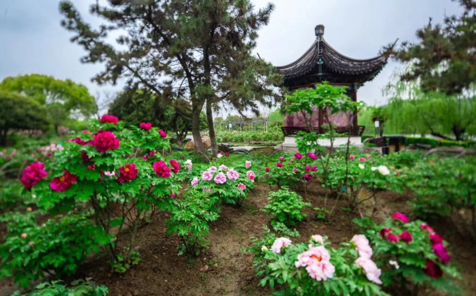 壮观！千万游客“云”游尚湖，新晋“男神”火爆上线！