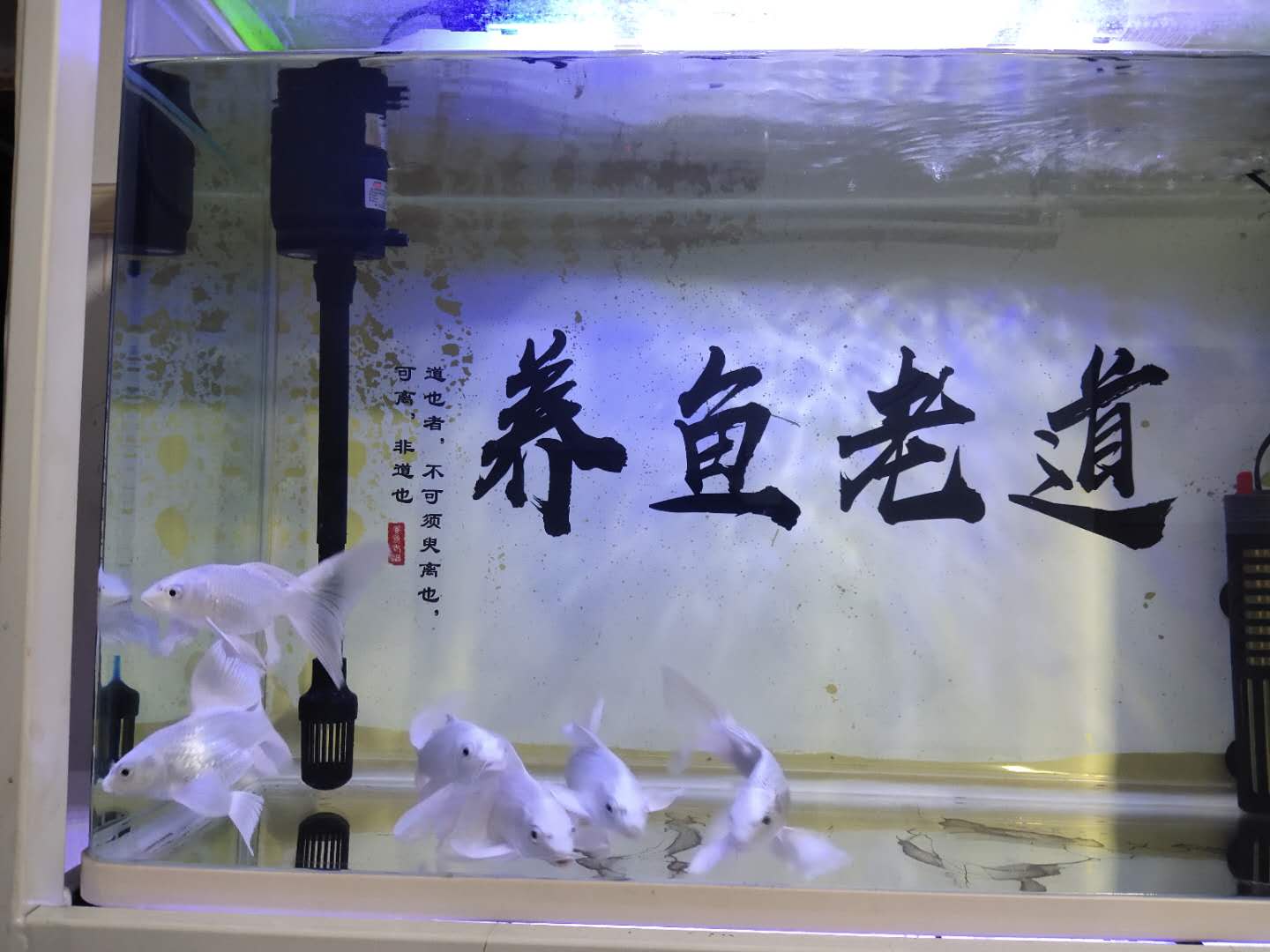 没有过滤的鱼缸怎么除绿藻,鱼缸底部过滤大全详解