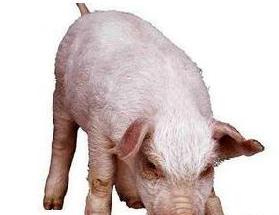 猪水疱病与猪口蹄疫的区别,猪水疱病和口蹄疫的区别