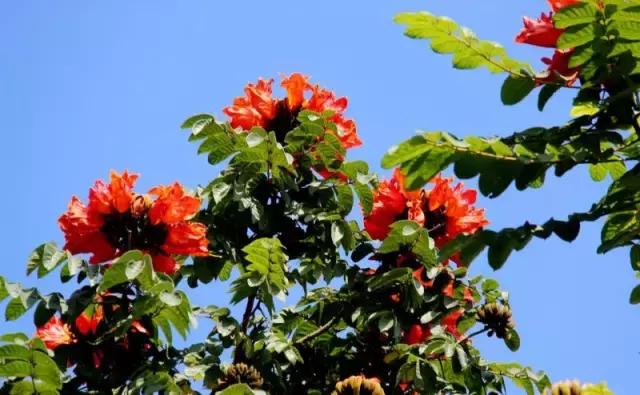 海南常见植物图解视频,海南的树木都有哪些名称