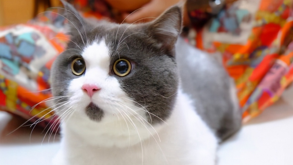 猫咪黑下巴会传染给别的猫吗,猫咪黑下巴是什么原因引起