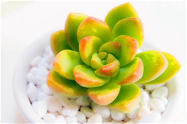 李大爷养花技术,李大叔养多肉