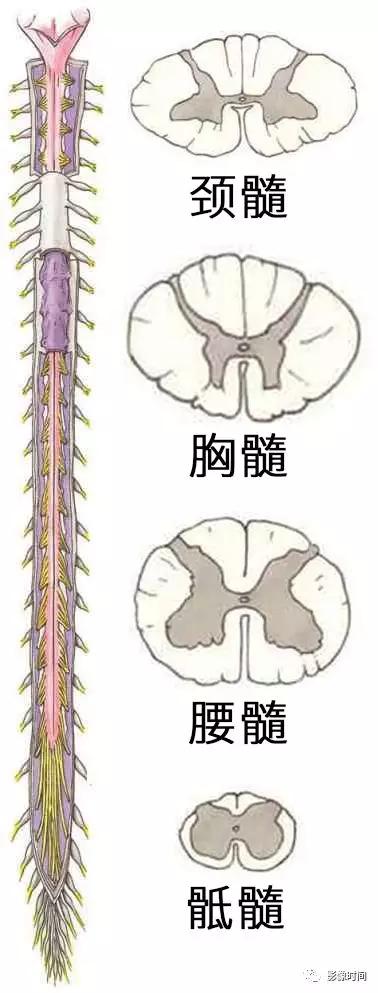 脊髓病变案例图文问诊,脊髓病变视频
