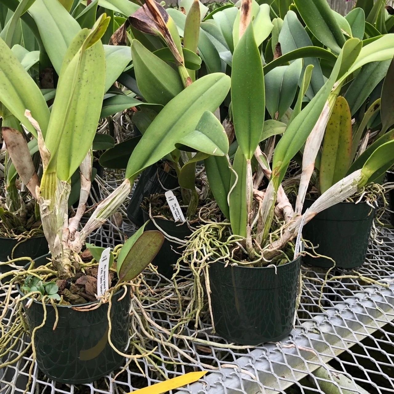 什么品种的卡特兰值得养,洋兰之王