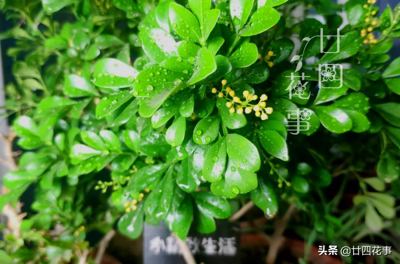 养了十来年的米兰花,养了十年的米兰枝繁叶茂