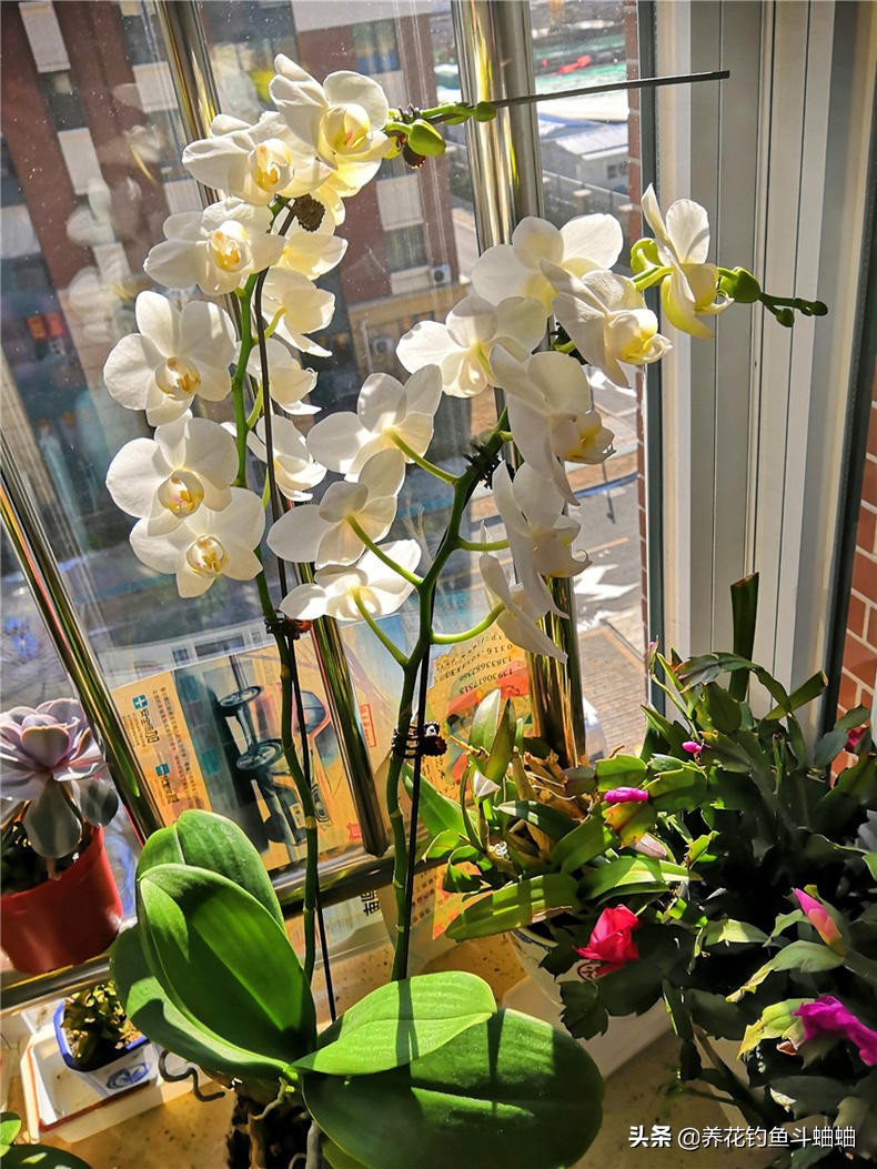 蝴蝶兰开完就扔了怎么办,蝴蝶兰怎么养才能变多盆