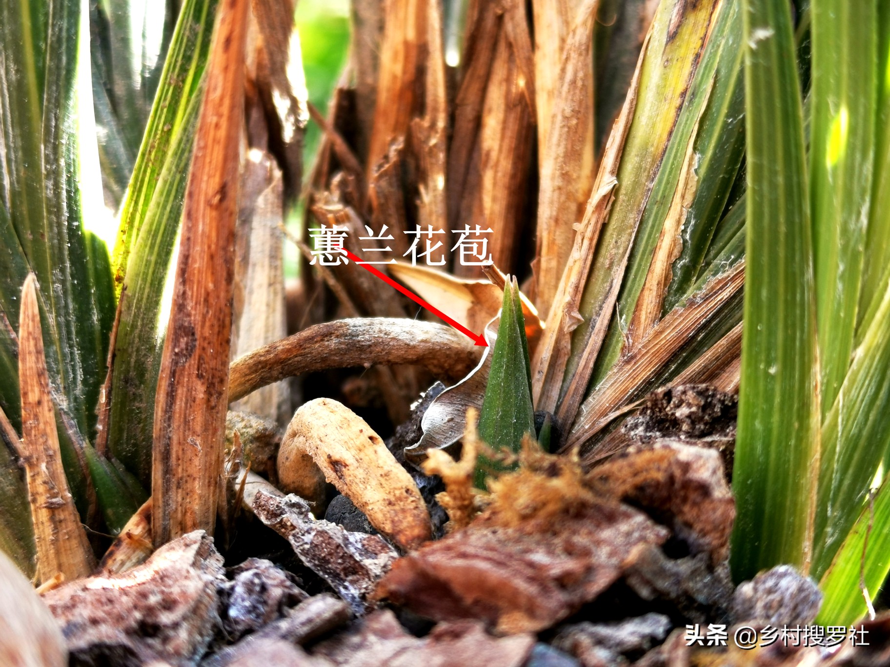 如何施肥让兰花开花快点,兰花长花苞的时候多久施一次肥