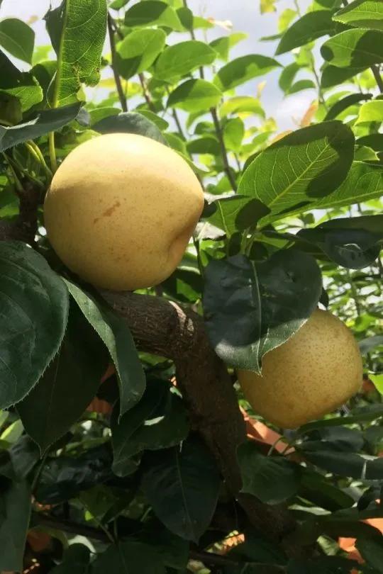 当丰收节遇上中秋节,当中秋节遇上教师节美食