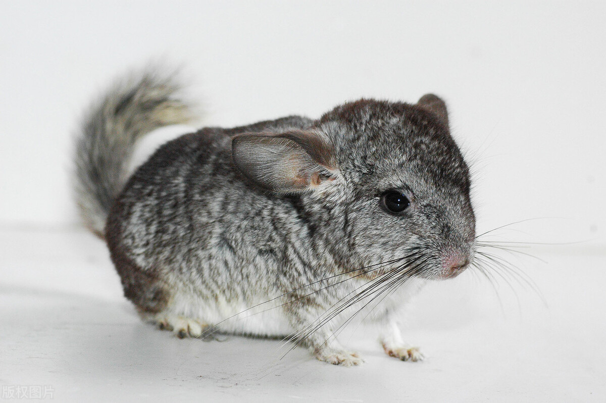 龙猫中暑用药指标,上海龙猫中暑急救