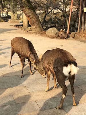 2020鏃ユ湰澶ч槳,澶ч槳浜兘濂堣壇鍏ぉ瀹夋帓