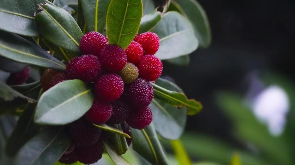 2022年水果种植行业发展趋势分析,2021云南水果种植基地