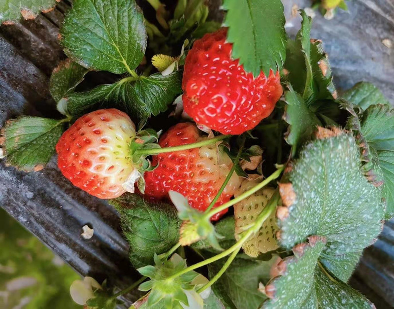 兵团第七师一二九团:特色种植种出好“钱景”