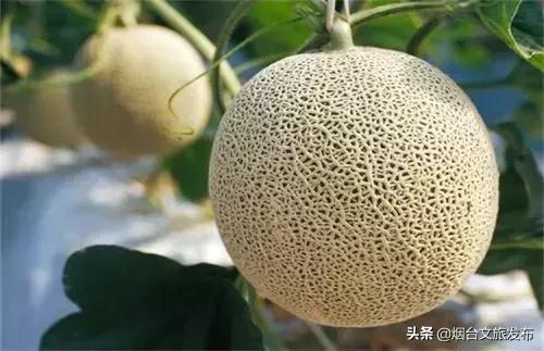 閬囪閱夌編閲戠,閬囪閱夌編閲戠鏂囨梾绯诲垪娲诲姩鍙戝竷