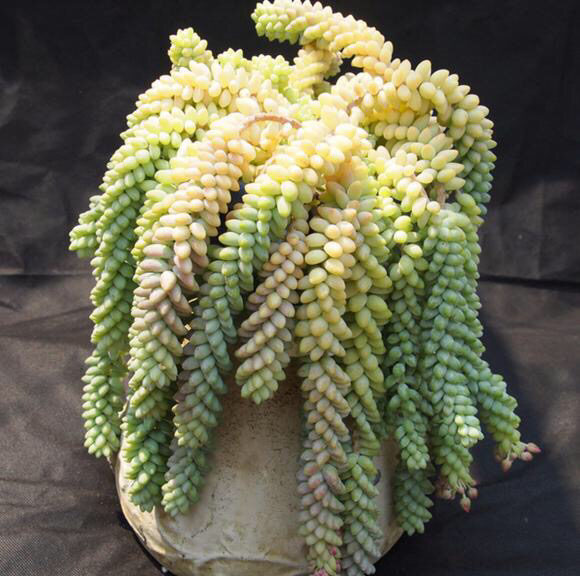 多肉植物掉叶什么情况用肥,多肉植物为什么老是掉叶子