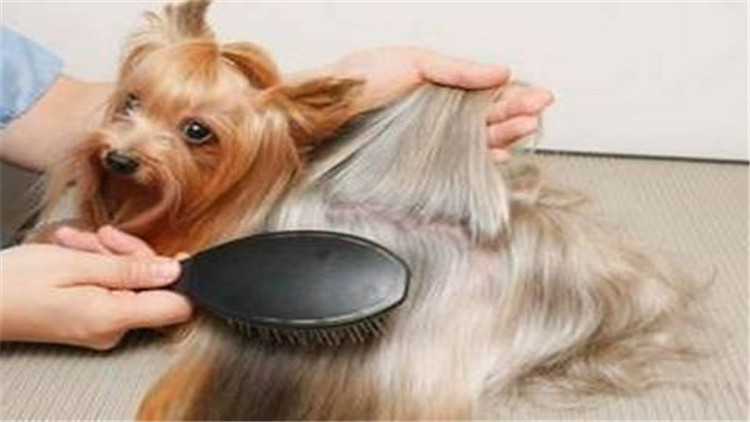 母大犬发情该怎么办,母小型犬发情爬跨如何缓解