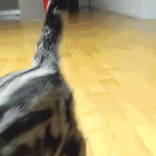 给猫戴上脖圈之后很低落,为什么给猫戴上猫圈就安静了