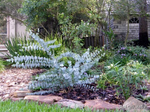 大叶尤加利插花,尤加利干花教程