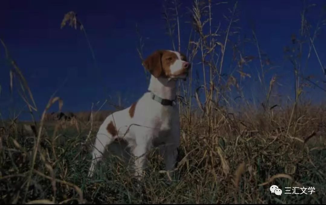我家那闺女倪妮,我家那闺女全集