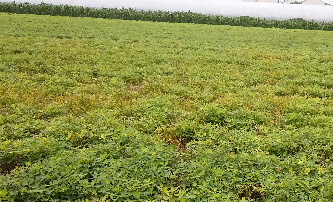 花生大面积白绢病,应该如何防治?农户快来看看吧