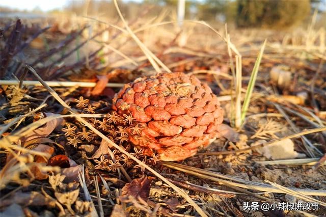 朵迪讲故事,故事朵拉