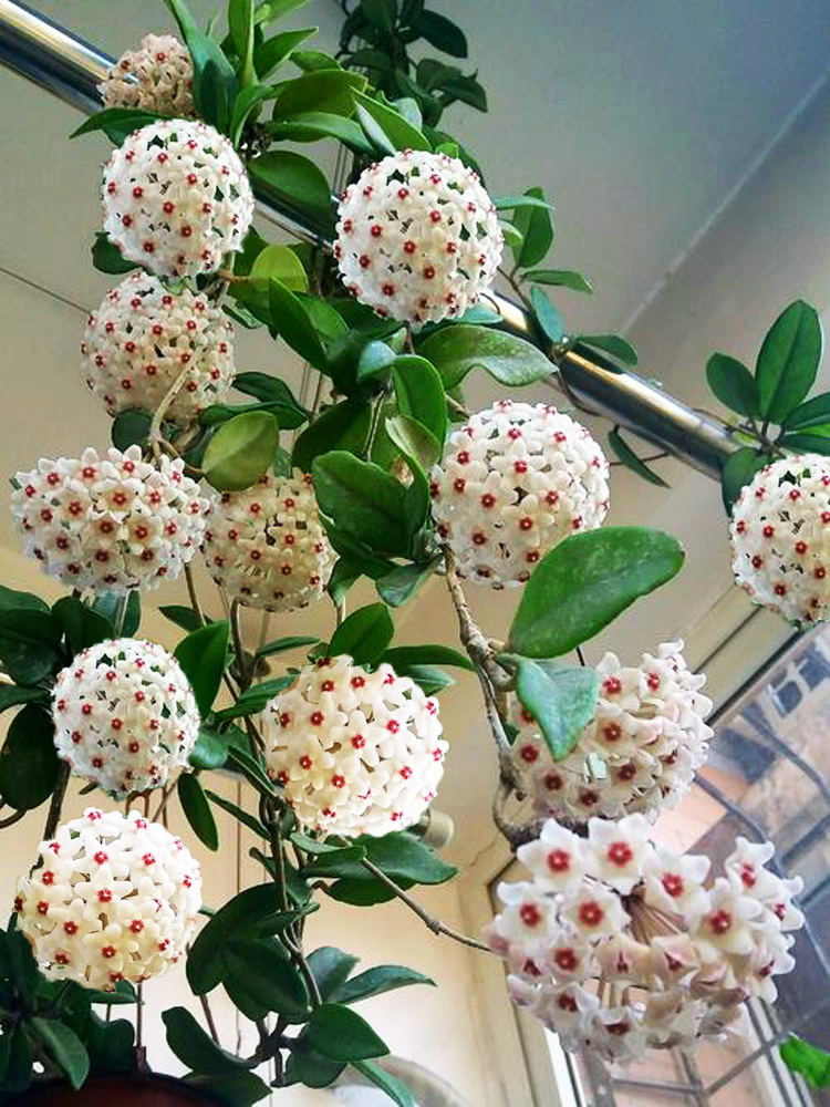 家里养兰实用技艺,如何养球兰能开花