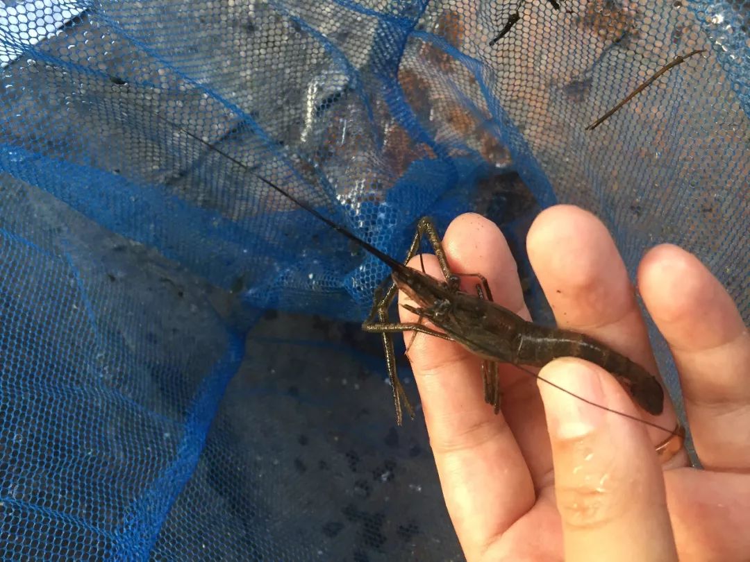 同里古镇值得去么,同里古镇值得去吗