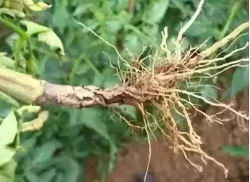 芹菜治腐根的方法,芹菜死根烂苗根腐病用什么药