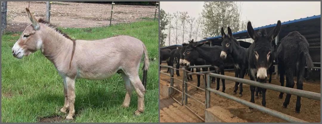 河间驴肉火烧与保定驴肉一样吗,保定市内最好的河间驴肉火烧