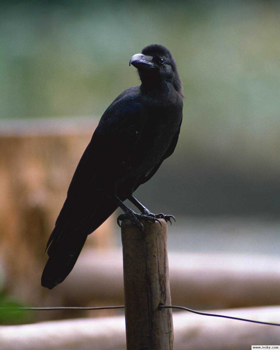 喜鹊报喜乌鸦报丧是客观唯心么,乌鸦报喜喜鹊报丧是什么意思