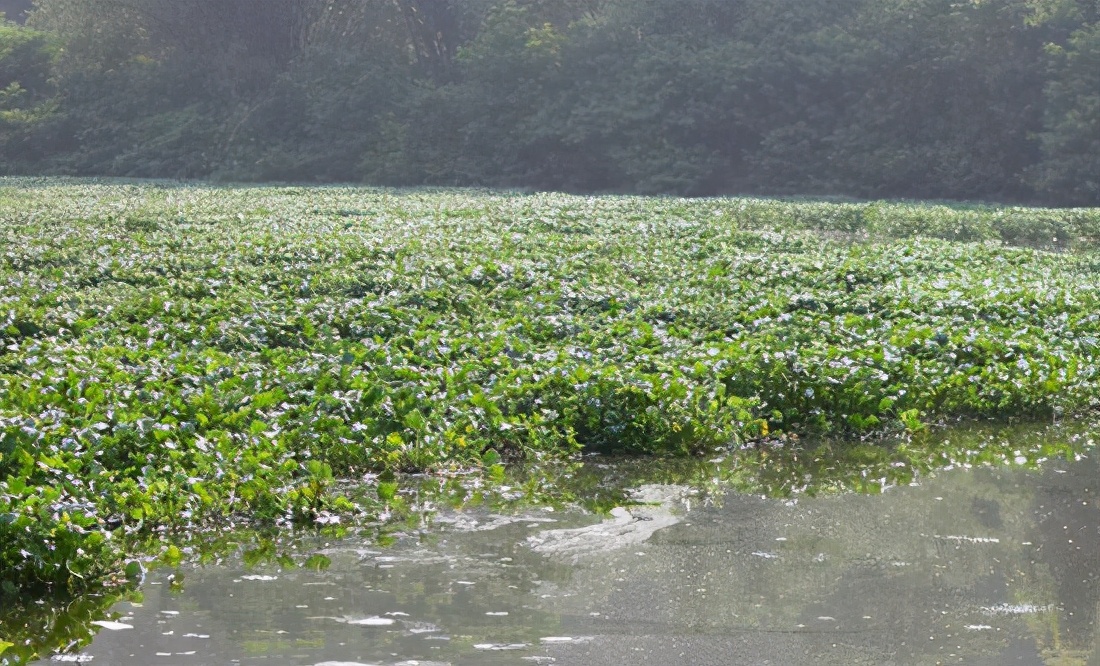 鳄鱼入侵黄浦江,鳄鱼入侵柳江河