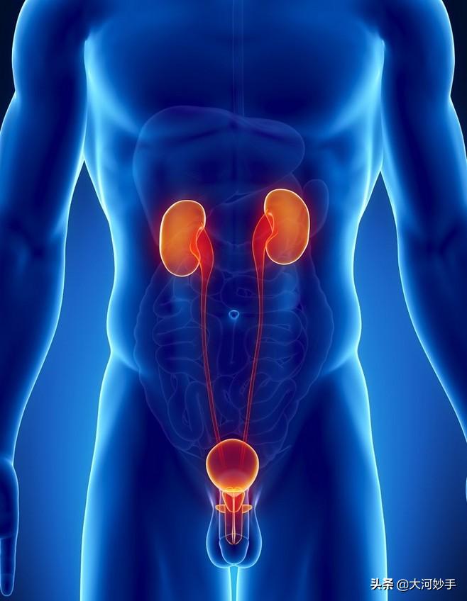 八段锦的攀足固肾腰要点,八段锦双手攀足固肾腰每天做几次