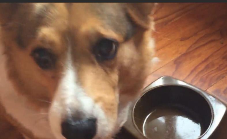 柯基突然不吃狗粮了怎么办，别急看看是不是这些原因