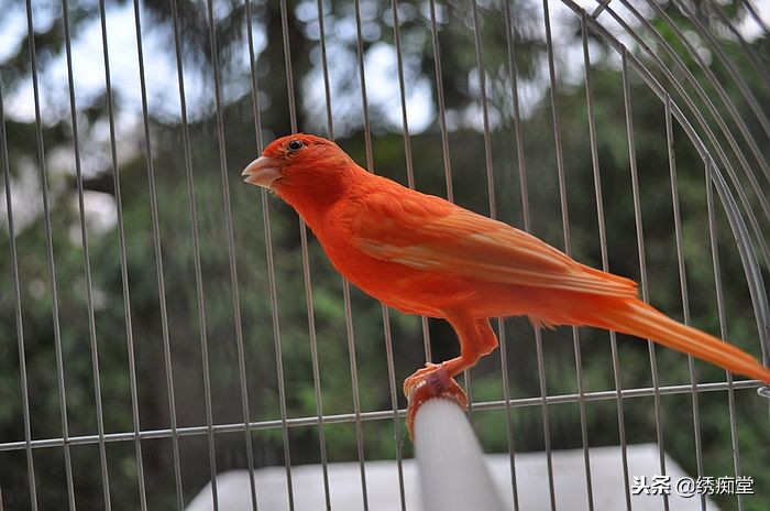 金丝雀的外形是怎么样,金丝雀鸟形态特征有哪些