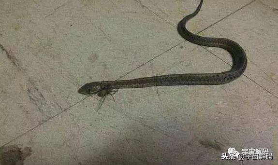 15张照片证明蜘蛛才是地球上最恐怖的生物