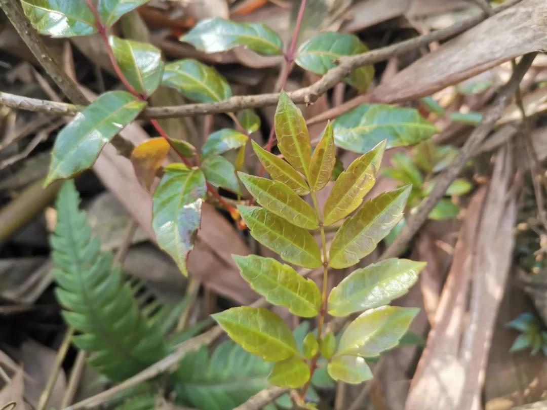 脱贫攻坚美丽的庭院行动,脱贫攻坚最美的风景