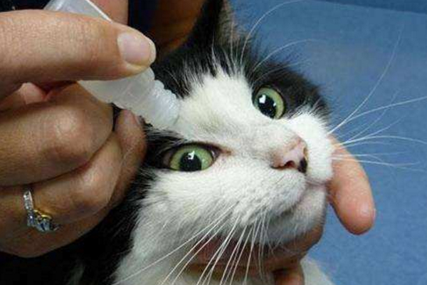猫咪开始流眼泪,千万别忽视,根据不同情况对应治疗!