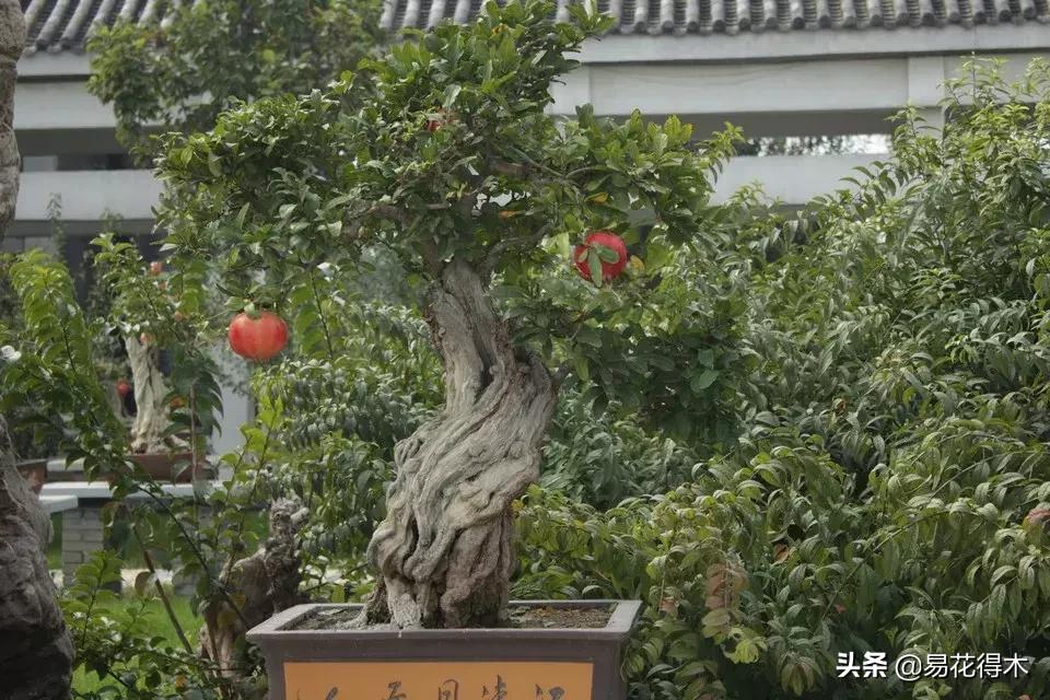 石榴盆景教程,石榴盆景养护小视频