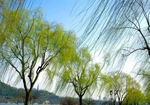 咏柳七言绝句大全,咏柳七言绝句100首