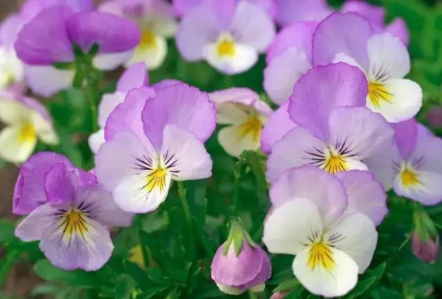 三色堇鬼脸花,三色堇为什么叫鬼脸花