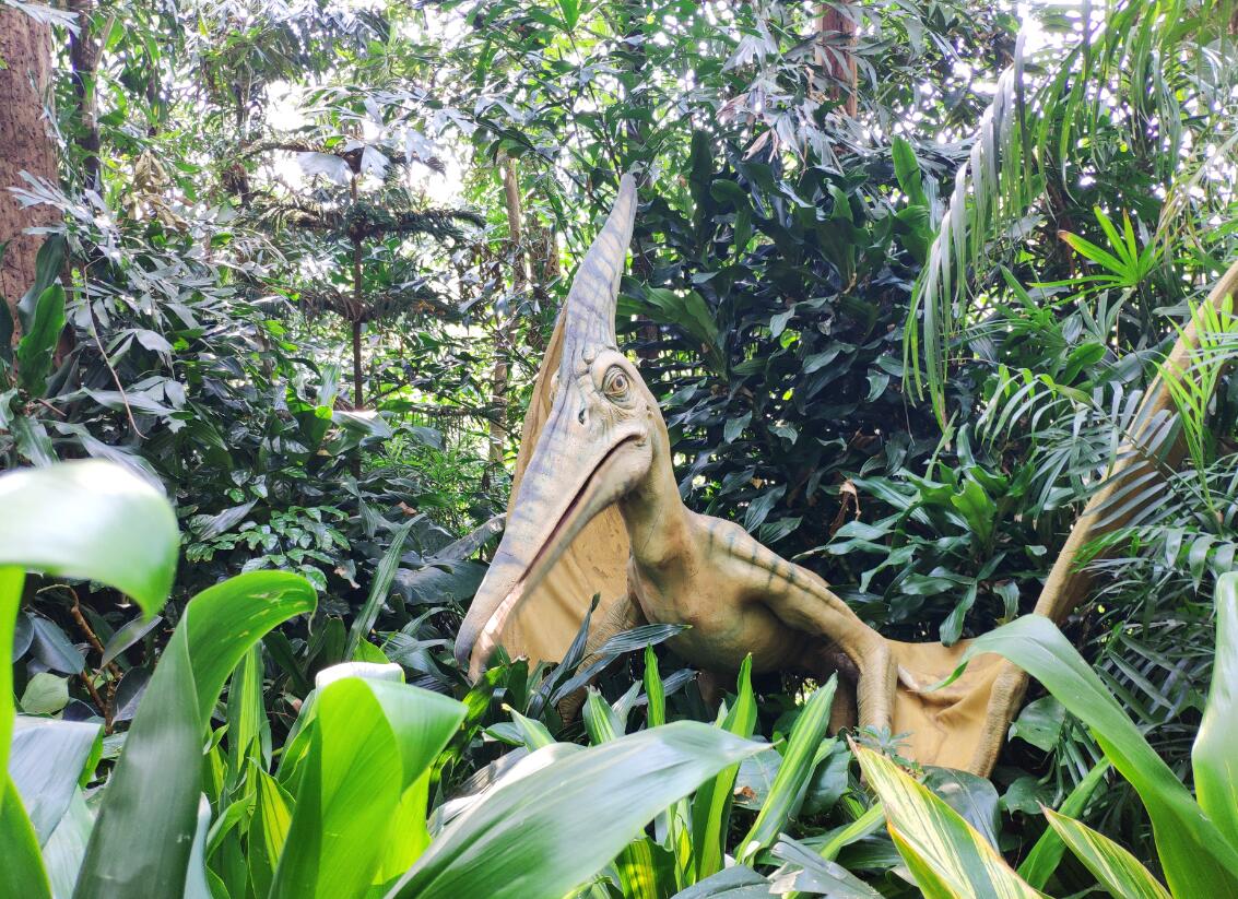 广州动物园和长隆野生动物世界,广州长隆野生动物园攻略自由行