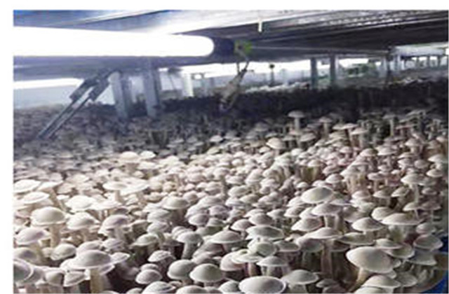 鹿茸菇干菇工厂化包装,河南鹿茸菇工厂化种植