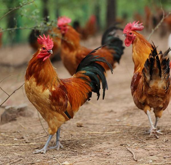 食材分享|渐渐消失的美味,野味十足的河庄大骨鸡,壮而不肥