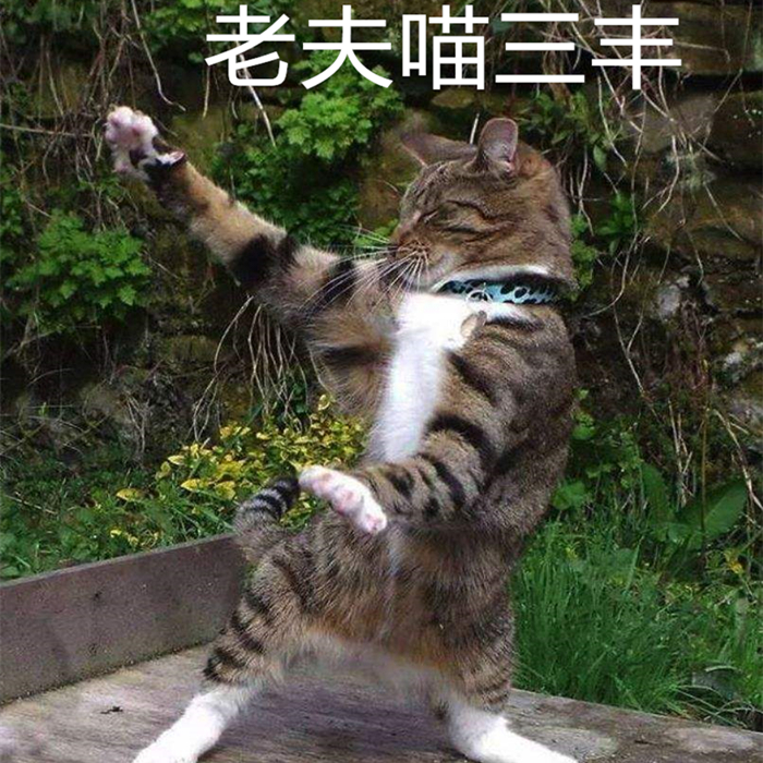 猫咪腹部不大就一定是猫传腹吗,猫咪腹部下垂但是身体很瘦