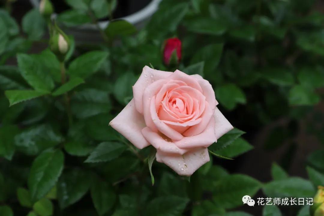 <html>
<head><title>502BadGateway</title></head>
<body>
<center><h1>502BadGateway</h1></center>
<hr><center>nginx</center>
</body>
</html>
<!--apaddingtodisableMSIEandChromefriendlyerrorpage-->
<!--apaddingtodisableMSIEandChromefriendlyerrorpage-->
<!--apaddingtodisableMSIEandChromefriendlyerrorpage-->
<!--apaddingtodisableMSIEandChromefriendlyerrorpage-->
<!--apaddingtodisableMSIEandChromefriendlyerrorpage-->
<!--apaddingtodisableMSIEandChromefriendlyerrorpage-->
