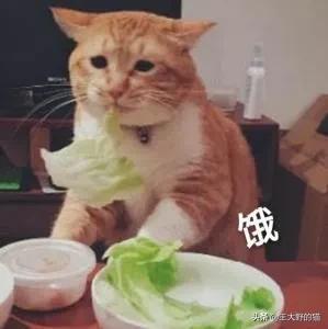 长不大的猫咪都有哪些品种,白色带渐黄短毛猫咪品种大全