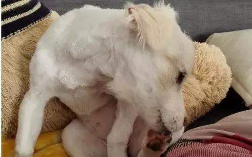 狗狗肉垫护理视频,夏季狗狗冰垫