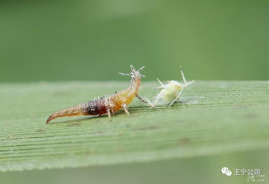 玉米上的虫害打什么药,玉米虫害防治口诀谚语